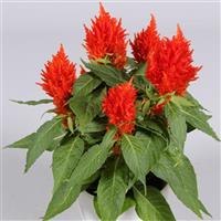 Floriosa Red Celosia