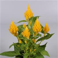 Floriosa Yellow Celosia