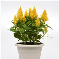 Floriosa Yellow Celosia