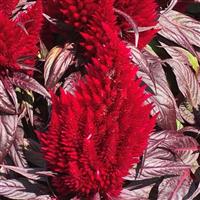 Floriosa Red Dark Leaf Celosia