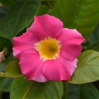 Tropica™ Unico Pink + Yellow Dipladenia