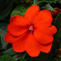 SunPatiens<sup>®</sup> Compact Electric Orange Impatiens