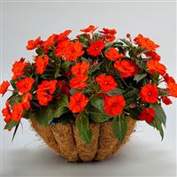 SunPatiens<sup>®</sup> Compact Electric Orange Impatiens