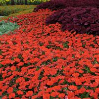 SunPatiens<sup>®</sup> Compact Electric Orange Impatiens