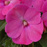 SunPatiens<sup>®</sup> Compact Lilac Impatiens