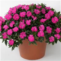 SunPatiens<sup>®</sup> Compact Lilac Impatiens