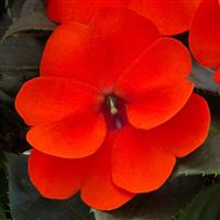 SunPatiens<sup>®</sup> Compact Orange Impatiens