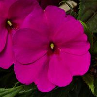 SunPatiens<sup>®</sup> Compact Purple Impatiens