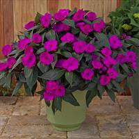 SunPatiens<sup>®</sup> Compact Purple Impatiens