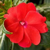 SunPatiens<sup>®</sup> Compact Red Impatiens