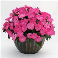 SunPatiens<sup>®</sup> Compact Hot Pink Impatiens