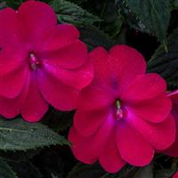 SunPatiens<sup>®</sup> Compact Rose Glow Impatiens