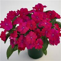 SunPatiens<sup>®</sup> Compact Royal Magenta Impatiens