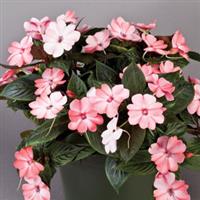 SunPatiens<sup>®</sup> Compact Blush Pink Impatiens