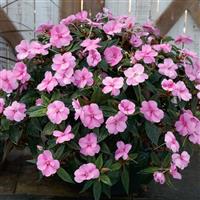 SunPatiens<sup>®</sup> Compact Lavender Splash Impatiens