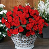 SunPatiens<sup>®</sup> Compact Deep Red Impatiens