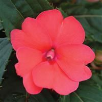 SunPatiens<sup>®</sup> Compact Deep Rose Impatiens