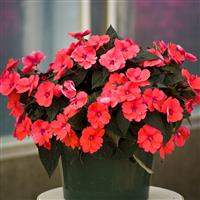 SunPatiens<sup>®</sup> Compact Deep Rose Impatiens