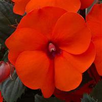 SunPatiens<sup>®</sup> Compact Hot Coral Impatiens