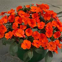 SunPatiens<sup>®</sup> Compact Hot Coral Impatiens