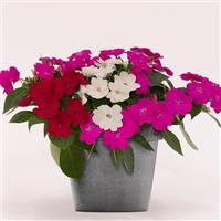 SunPatiens<sup>®</sup> Compact Best Friends Mix Impatiens