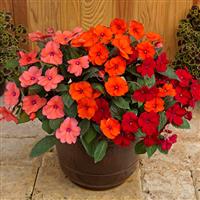 SunPatiens<sup>®</sup> Compact Summer Salsa Mix Impatiens