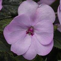 SunPatiens<sup>®</sup> Compact Orchid Blush Impatiens