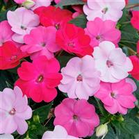 SunPatiens<sup>®</sup> Compact Happy Days Mix Impatiens