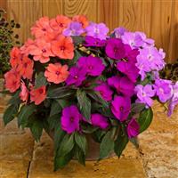 SunPatiens<sup>®</sup> Compact Hawaiian Sunset Mix Impatiens