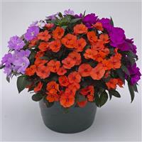 SunPatiens<sup>®</sup> Compact Tropical Punch Mix Impatiens