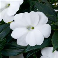 SunPatiens<sup>®</sup> Compact Classic White Impatiens