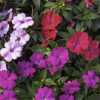 SunPatiens<sup>®</sup> Compact Pink Beryl Mix Impatiens