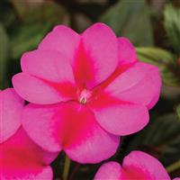 SunPatiens<sup>®</sup> Compact Purple Candy Improved Impatiens