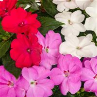 SunPatiens<sup>®</sup> Compact Boombox Boogie Mix Impatiens