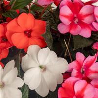 SunPatiens<sup>®</sup> Compact Pop Life Mix Impatiens