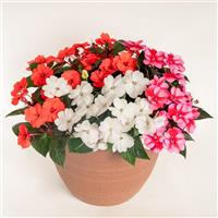 SunPatiens<sup>®</sup> Compact Pop Life Mix Impatiens