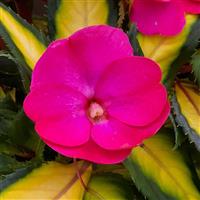 SunPatiens<sup>®</sup> Compact Tropical Rose V/L Impatiens