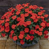 SunPatiens<sup>®</sup> Vigorous Orange Impatiens