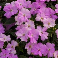 SunPatiens<sup>®</sup> Vigorous Orchid Impatiens