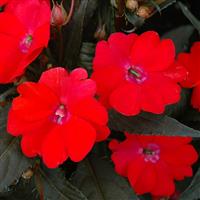 SunPatiens<sup>®</sup> Vigorous Red Impatiens