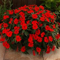 SunPatiens<sup>®</sup> Vigorous Red Impatiens