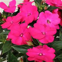 SunPatiens<sup>®</sup> Vigorous Rose Pink Impatiens