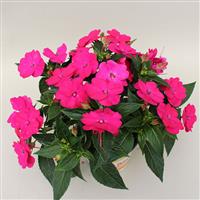 SunPatiens<sup>®</sup> Vigorous Rose Pink Impatiens