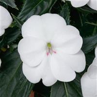 SunPatiens<sup>®</sup> Vigorous White Impatiens