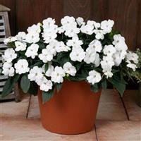 SunPatiens<sup>®</sup> Vigorous White Impatiens