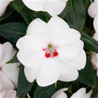 SunPatiens<sup>®</sup> Vigorous Sweetheart White Impatiens