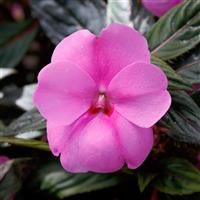 SunPatiens<sup>®</sup> Vigorous Lavender Splash Impatiens