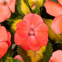 SunPatiens<sup>®</sup> Vigorous Tropical Salmon V/L Impatiens