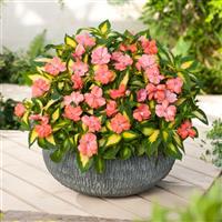 SunPatiens<sup>®</sup> Vigorous Tropical Salmon V/L Impatiens