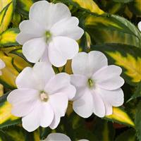 SunPatiens<sup>®</sup> Vigorous Tropical White V/L Impatiens